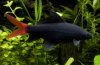 labeo-bicolor_1.jpg