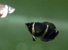 Sphaericthys-osphromenoides-13.jpg