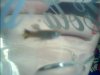 Img00002.jpg