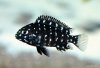 2723849-tropheus-duboisi-maswa.jpg