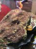 IMG_1110 (1).jpeg