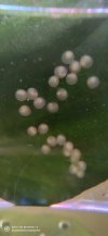 IMG_20201201_094219.jpg