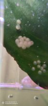 IMG_20201201_094233.jpg