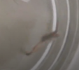 guppy.PNG