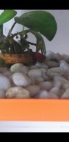 Screenshot_20210821-204316_Gallery.jpg