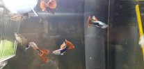 guppys1.jpeg