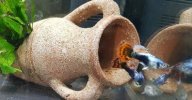 guppys.jpeg