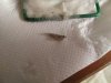 IMG-20160904-WA0006.jpg