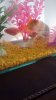 IMG-20161202-WA0032.jpg