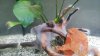 Acuario ciclando con anubias.jpg