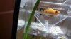 IMG-20170416-WA0007.jpeg