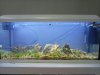 acuario.jpg