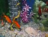 peces.jpg