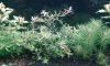 20180617_112313-compressed.jpg