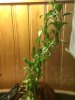 planta2.jpg