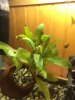 planta3.jpg