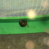 caracol.png