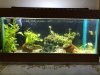 acuario con algas.jpg