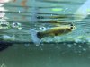 Guppy.jpg