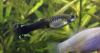 Guppy.png