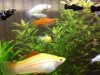 Platy avisapa cola mordida.jpg