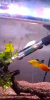 Screenshot_2019-01-15-23-24-15-244_com.miui.videoplayer.png