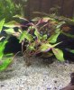 planta acuario.jpg