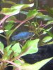 platy azul.jpg