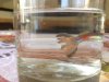 Guppy aleta rota 2.jpg