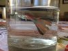 guppy aleta rota 3.jpg
