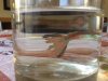 Guppy aleta rota.jpg