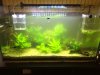 acuario turbio2.jpg