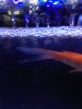 Cola peces1.jpg