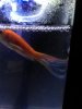Cola peces2.jpg