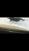 8949D188-8E95-40D0-96A5-857E3F4EAB87.png