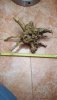 IMG-20190406-WA0004.jpeg