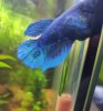 betta apollada.jpg