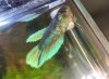 betta 1.jpg