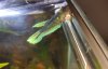 betta 2.jpg