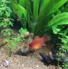 manchas en platy 2.jpg