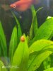 mancha platy 1.jpg