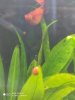 mancha platy 2.jpg