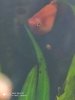 mancha platy 3.jpg