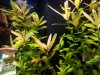 planta.jpg