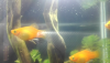 Screenshot_2019-10-08-17-45-28.png
