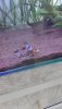 8F769B75-BE5D-4E38-9AA2-36B847119D41.jpeg