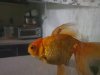 fish1.jpg