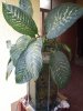 IMG_20200319_110950606.jpg
