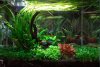 mi_acuario (2).jpg