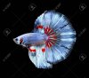 79594744-pez-betta-pez-luchador-siamés-betta-splendens-aislado-sobre-fondo-negro.jpg